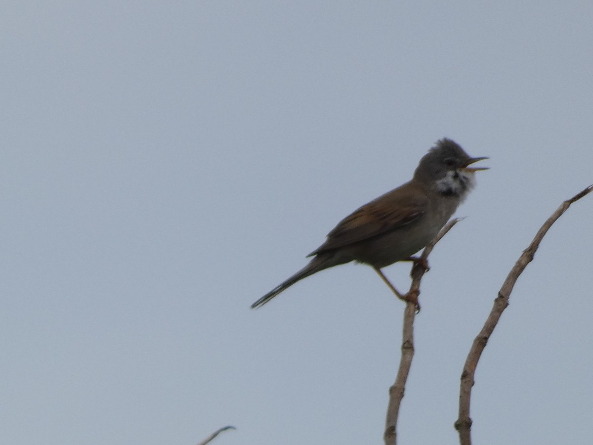 Greater Whitethroat - Mike Tuer