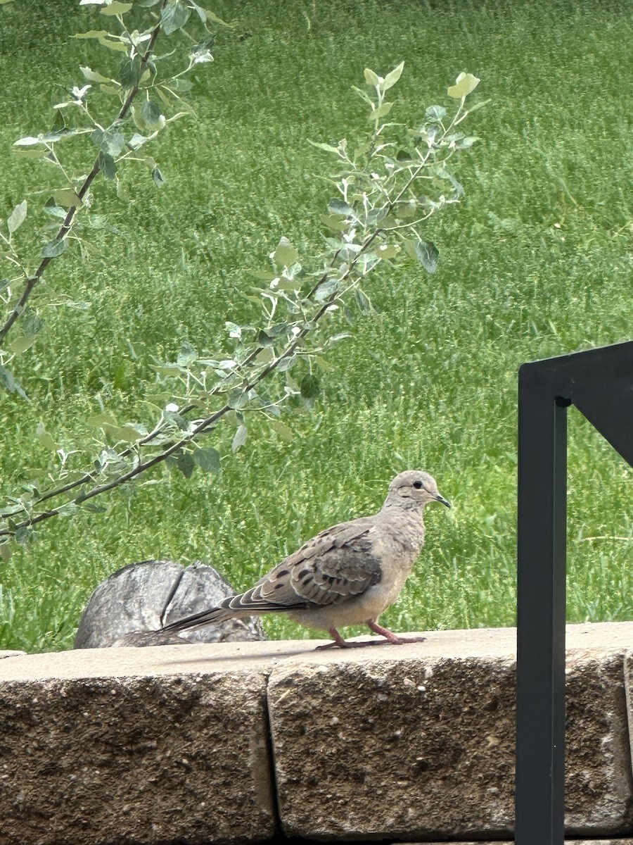 Mourning Dove - Anonymous