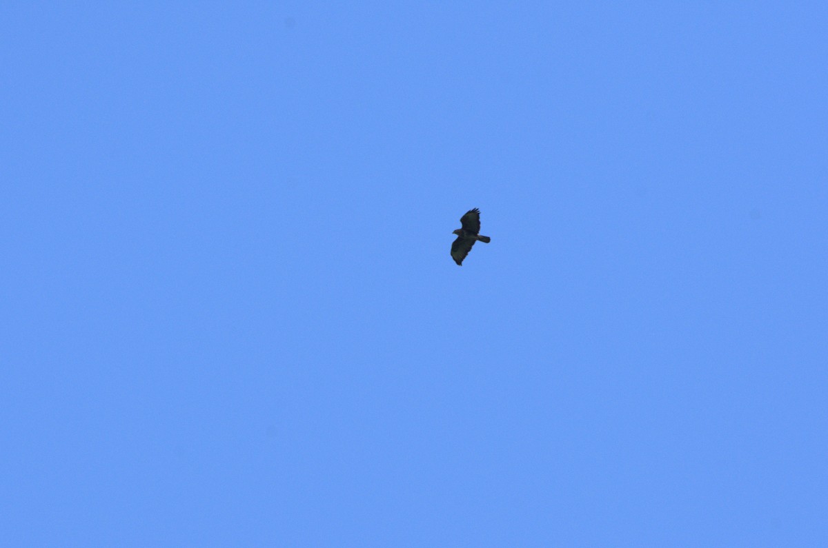 Common Buzzard - ML618981031