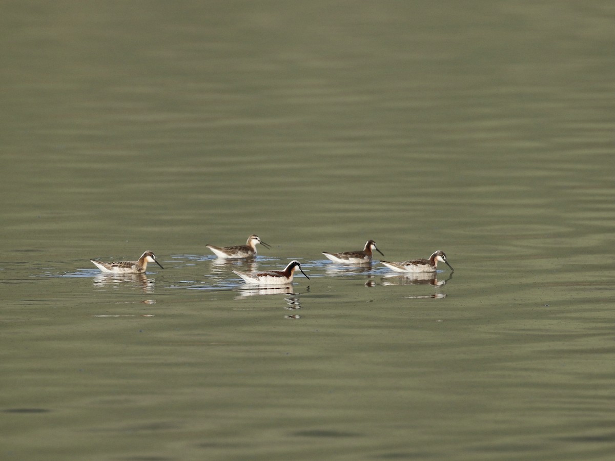 Phalarope de Wilson - ML618981038