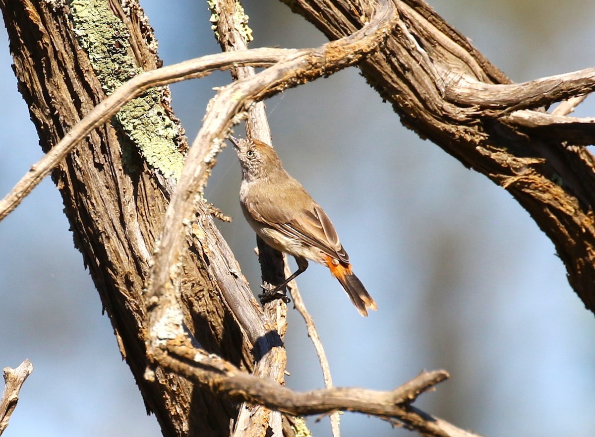 Chestnut-rumped Thornbill - ML618981041