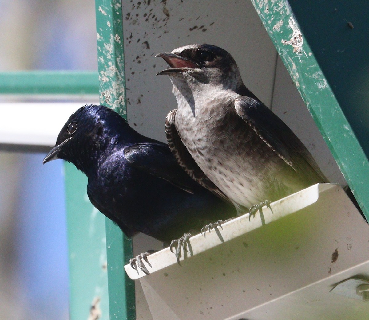 Purple Martin - Hélène Crête