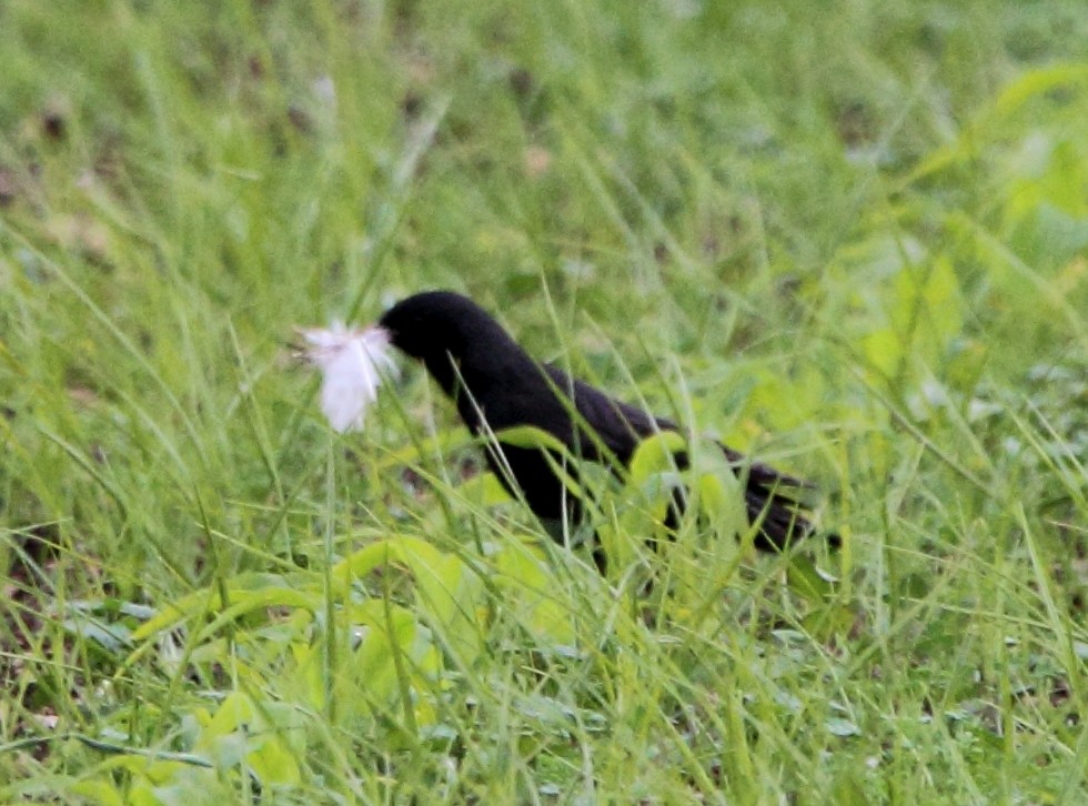 Spotless Starling - ML618981054