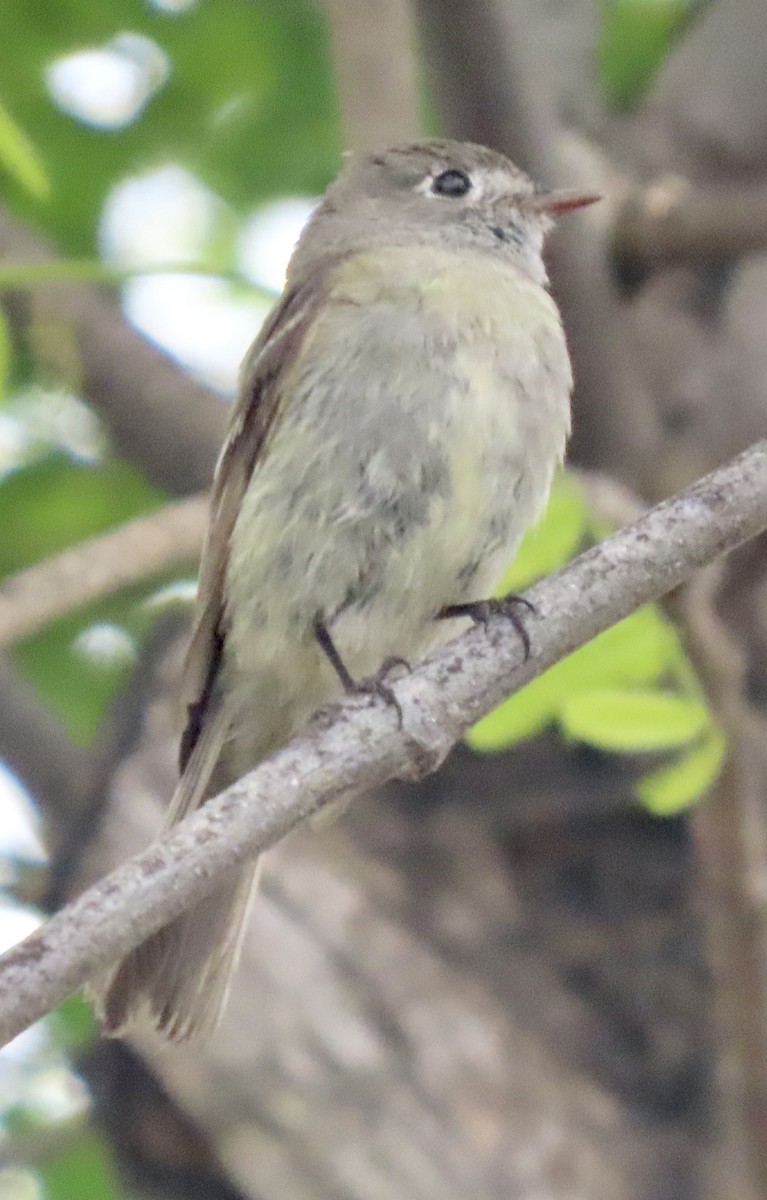 Hammond's Flycatcher - ML618981064