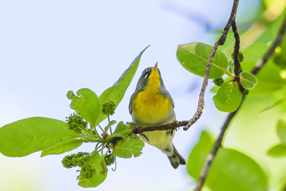 Northern Parula - Beth and Dan Fedorko