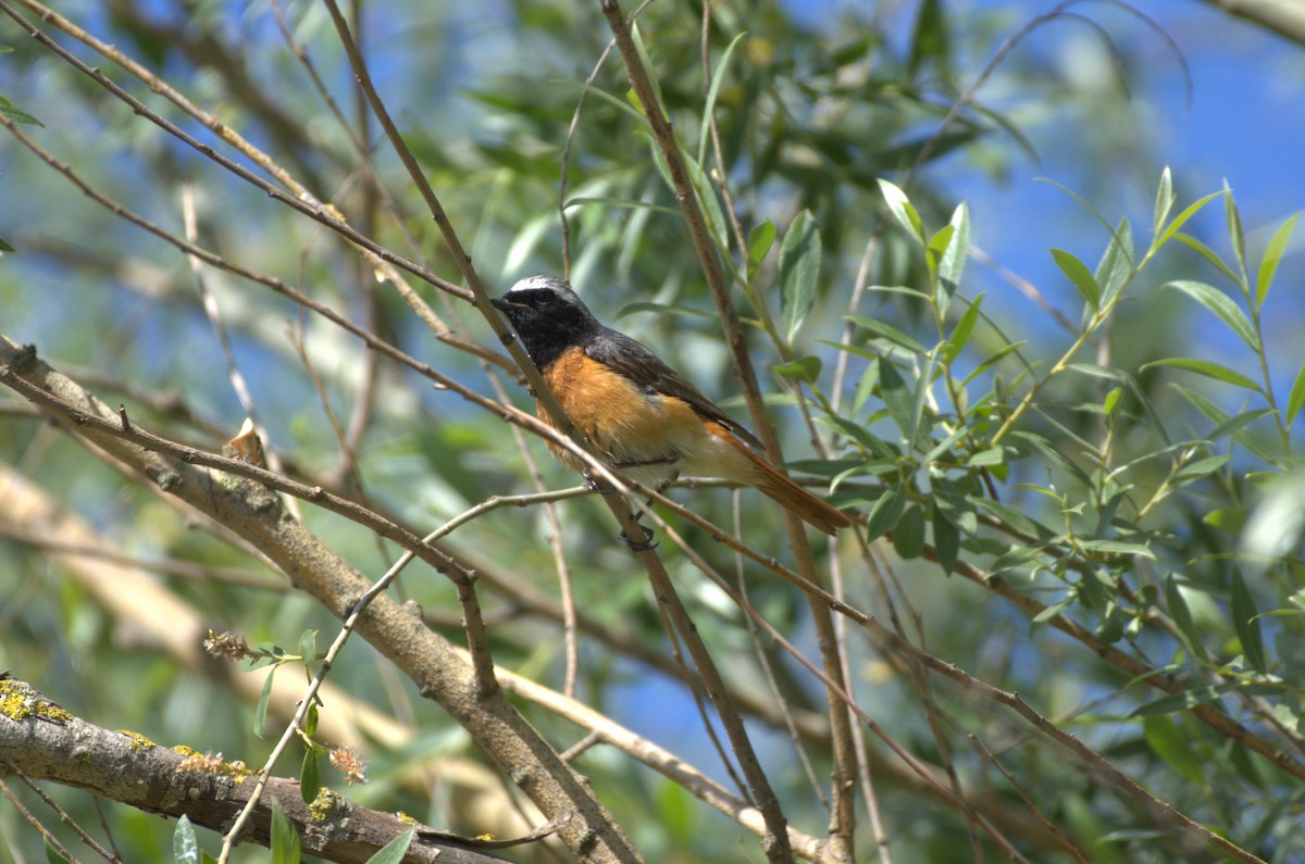 Common Redstart - Umut Özten