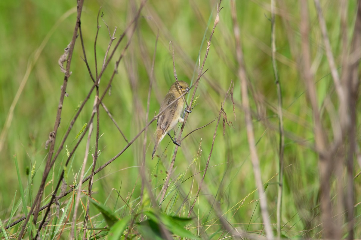 Double-collared Seedeater - Javier Nicolás Quiróz