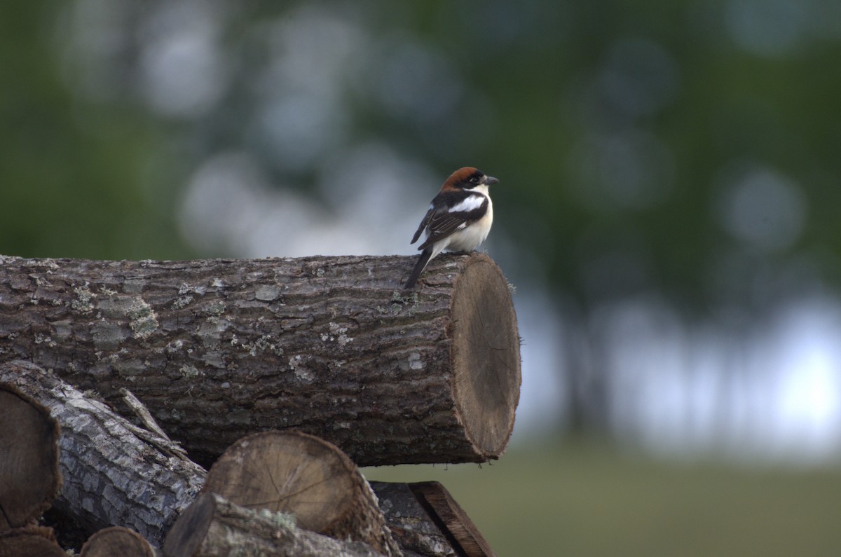 Woodchat Shrike - Umut Özten