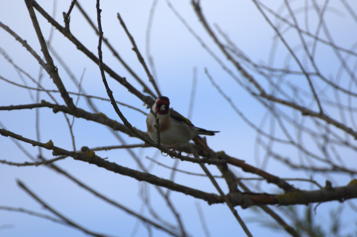 European Goldfinch - Umut Özten