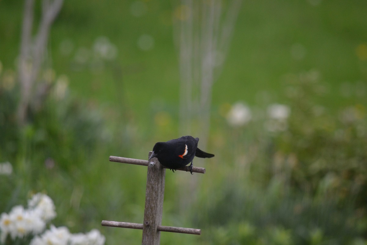 Red-winged Blackbird - Mary Ellen Cehonski