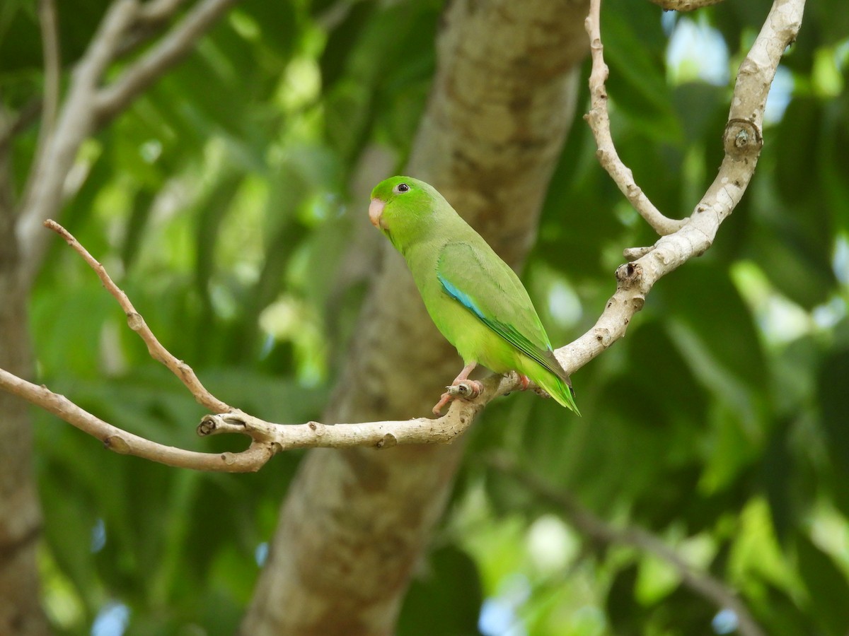 Turquoise-winged Parrotlet - maicol gonzalez guzman