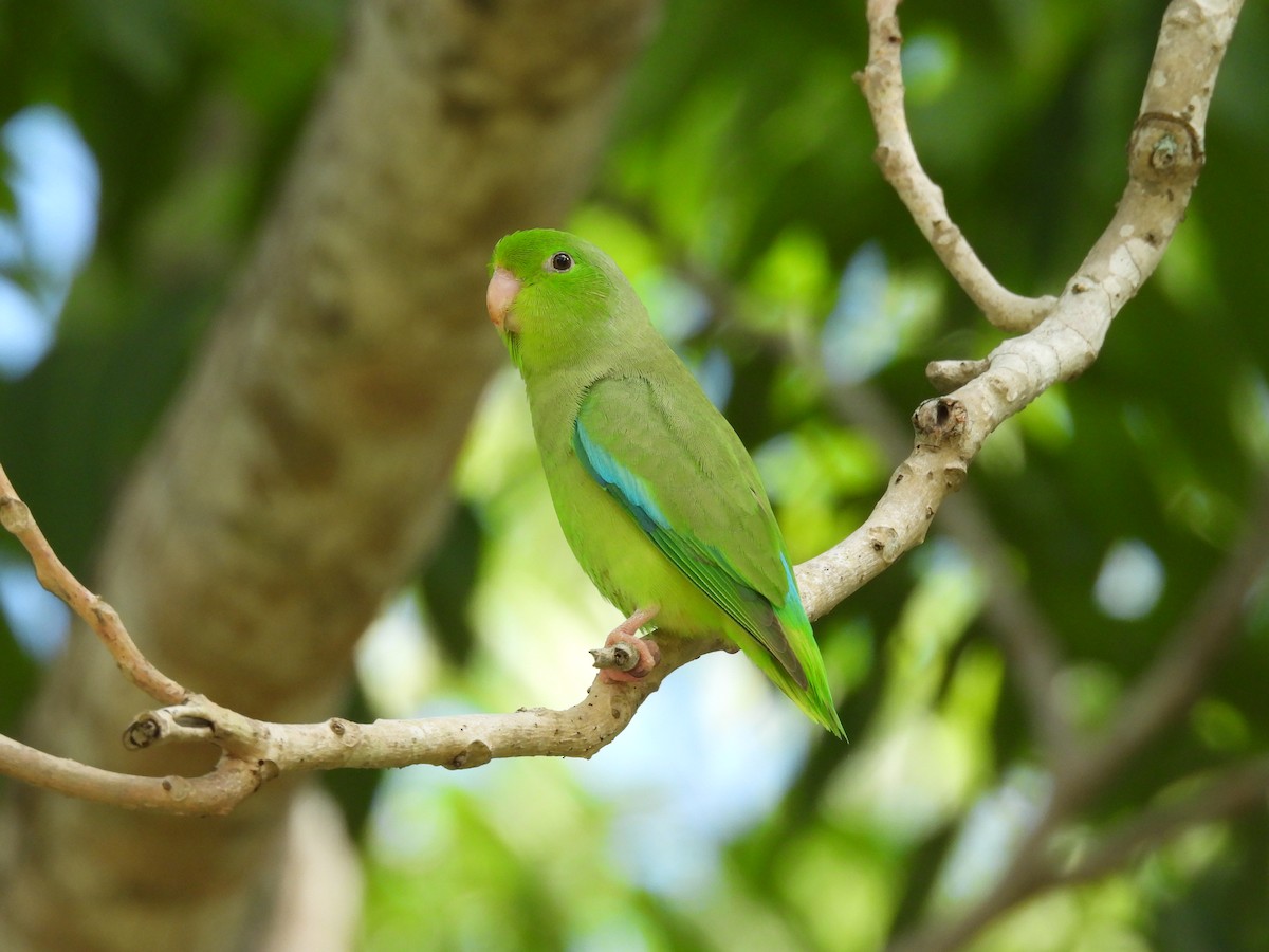 Turquoise-winged Parrotlet - maicol gonzalez guzman