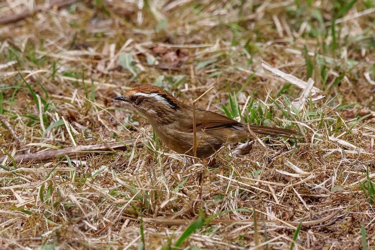 Rusty-capped Fulvetta - Mikael Käll