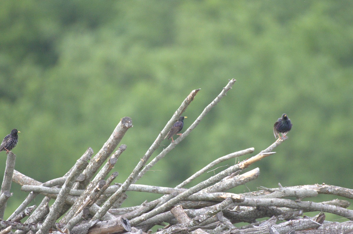 European Starling - ML618981137