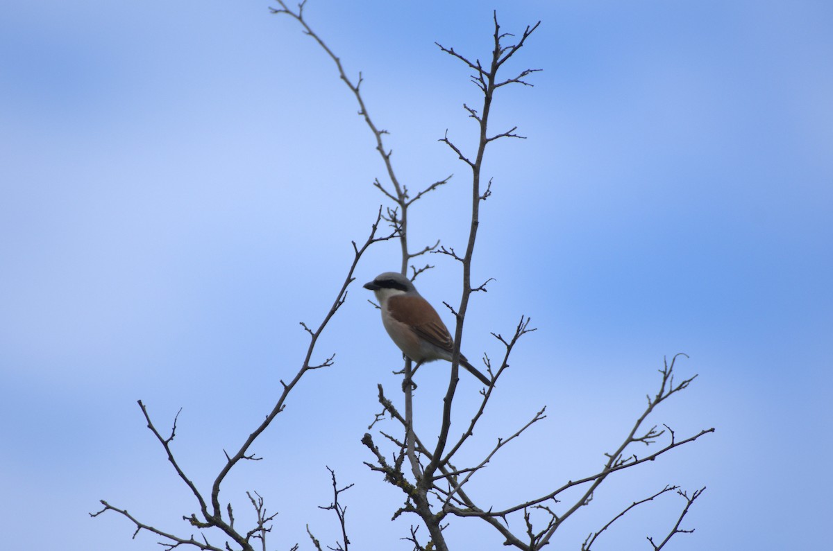 Red-backed Shrike - Umut Özten