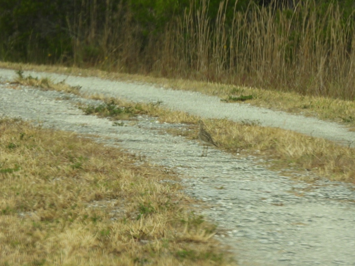 Upland Sandpiper - ML618981151