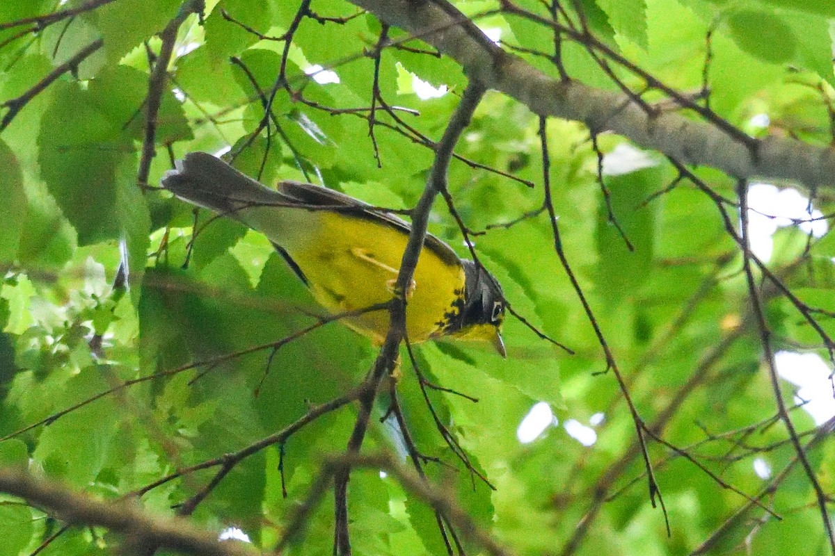 Canada Warbler - Beth and Dan Fedorko