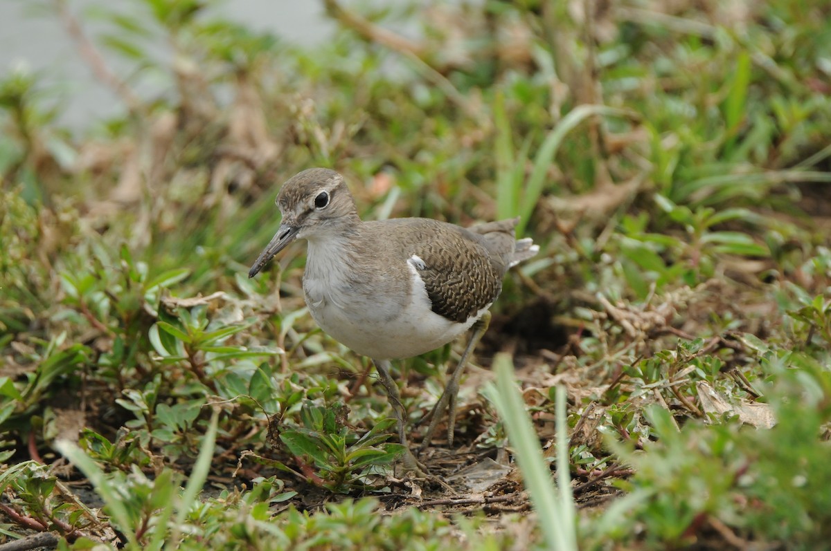 Common Sandpiper - ML618981190