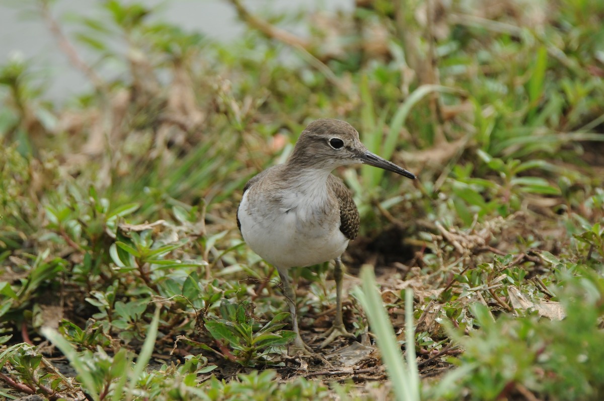 Common Sandpiper - ML618981192