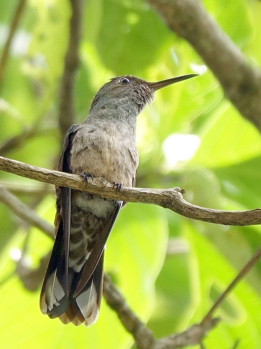 Scaly-breasted Hummingbird - Stéphane  Thomin