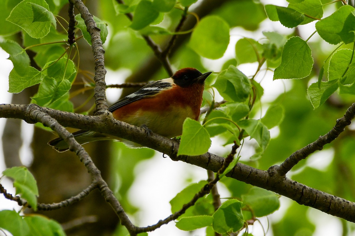 Bay-breasted Warbler - ML618981207