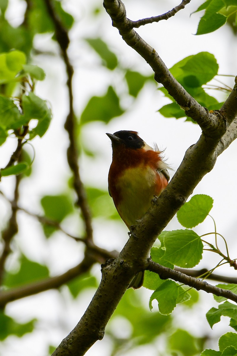 Bay-breasted Warbler - ML618981208