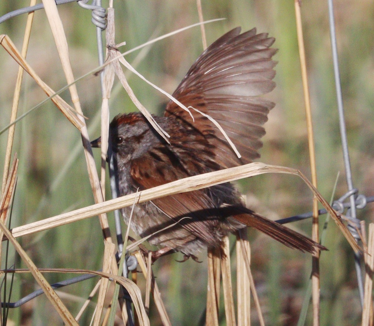 Swamp Sparrow - Hélène Crête