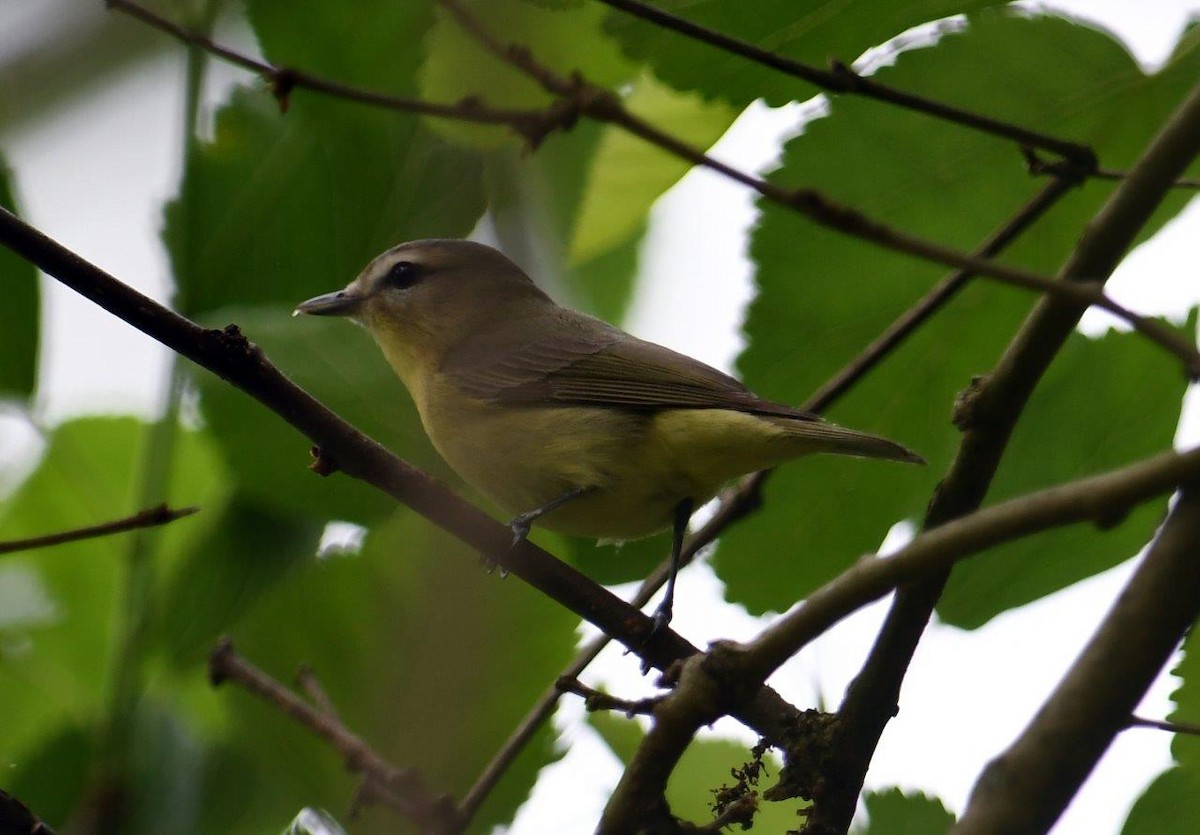 Philadelphia Vireo - ML618981221