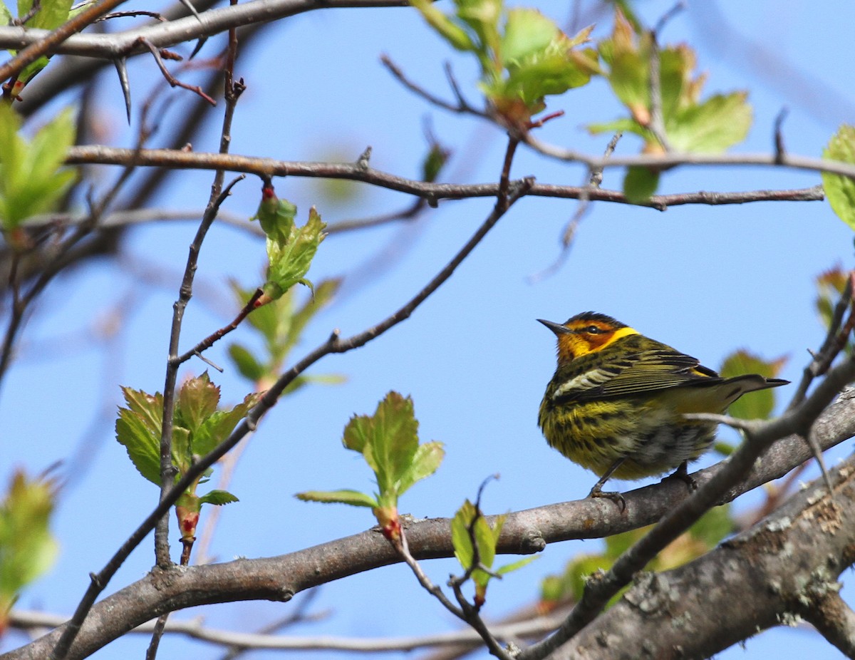 Cape May Warbler - Nick Anich