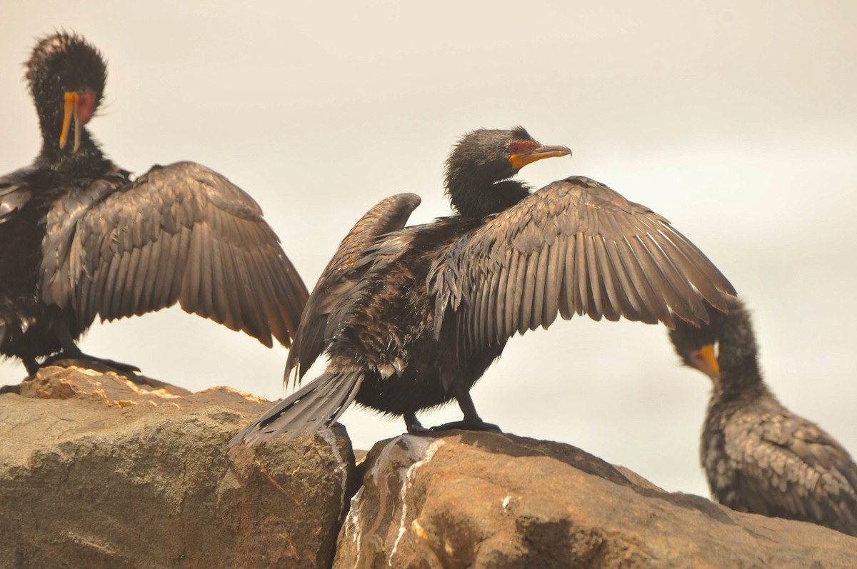 Crowned Cormorant - Dominic More O’Ferrall