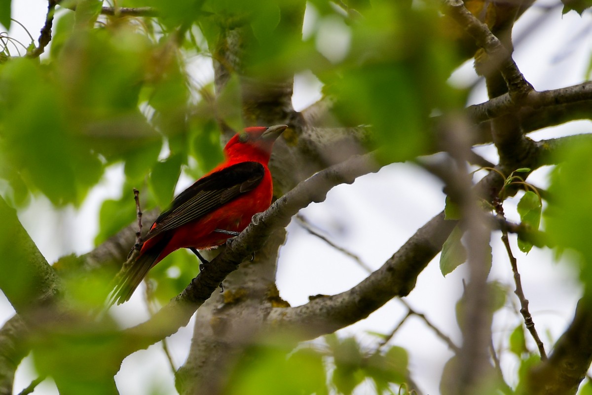 Scarlet Tanager - ML618981259