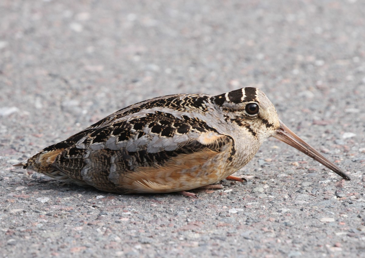 American Woodcock - ML618981260