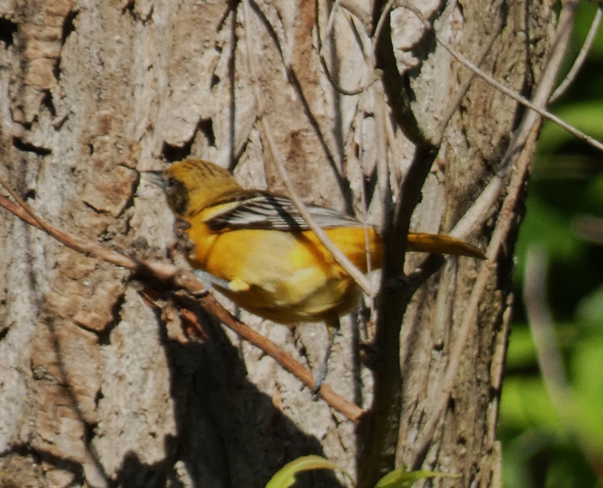 Baltimore Oriole - ML618981267