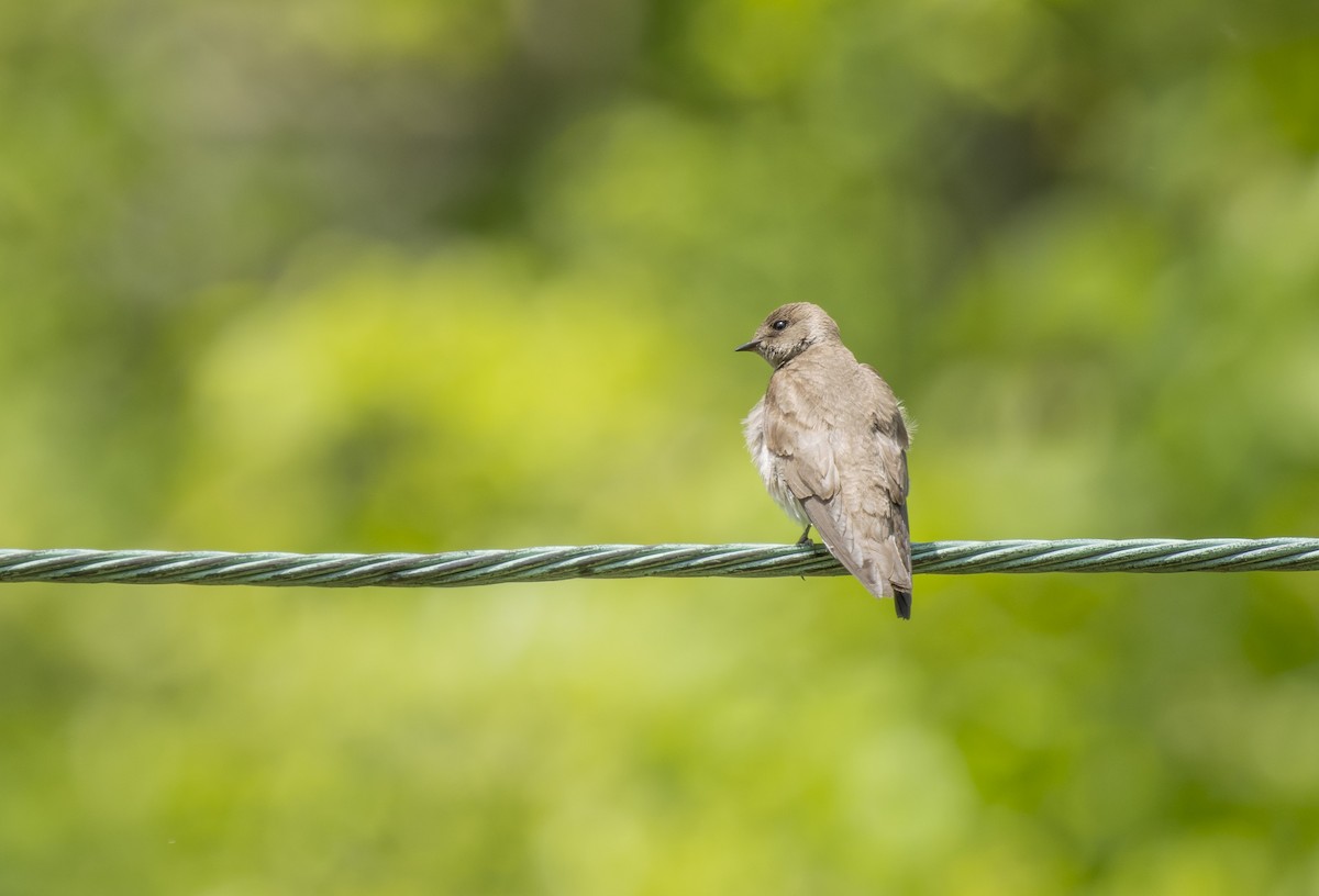 Northern Rough-winged Swallow - Liz Pettit
