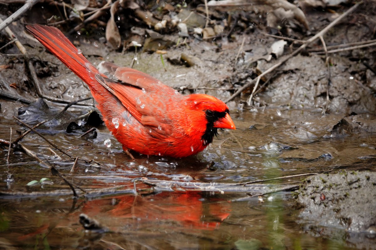 Cardinal rouge - ML618981309