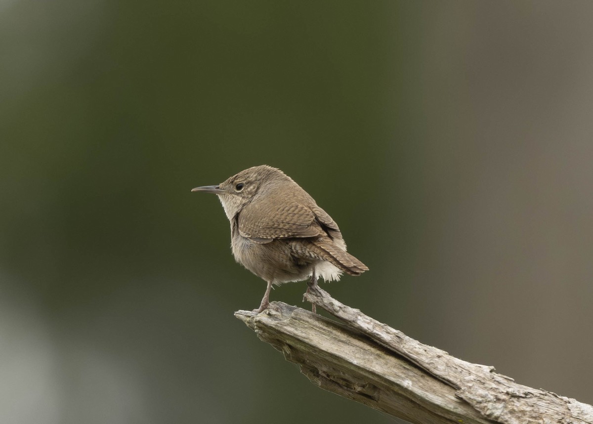 House Wren - ML618981312