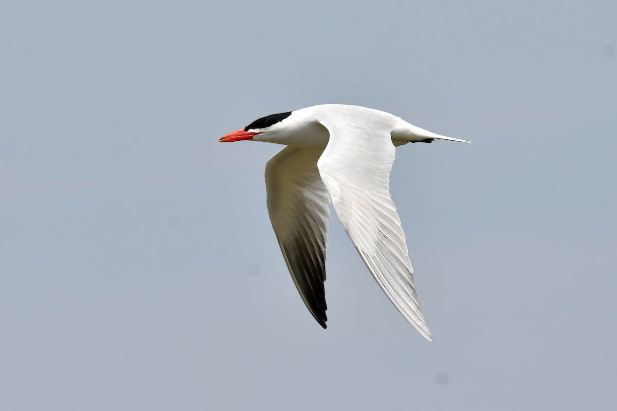 Caspian Tern - Joel Trick