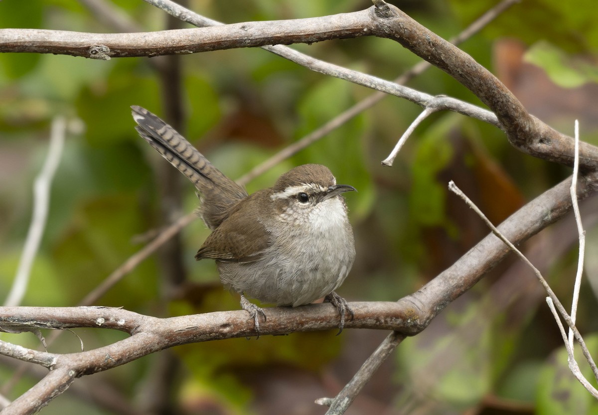 Bewick's Wren - Thomas Swartz