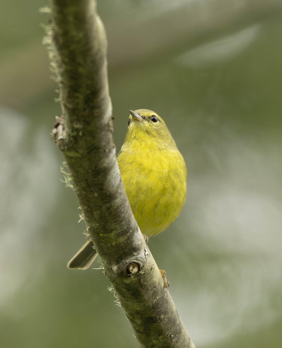 Orange-crowned Warbler - ML618981340