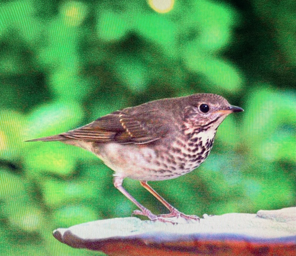 Gray-cheeked Thrush - Pierre Howard