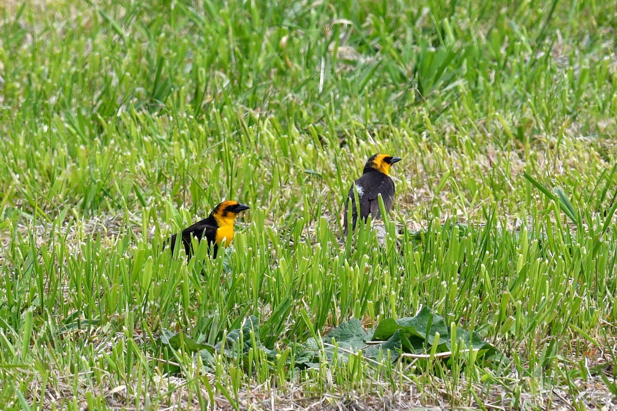 Yellow-headed Blackbird - Joel Trick