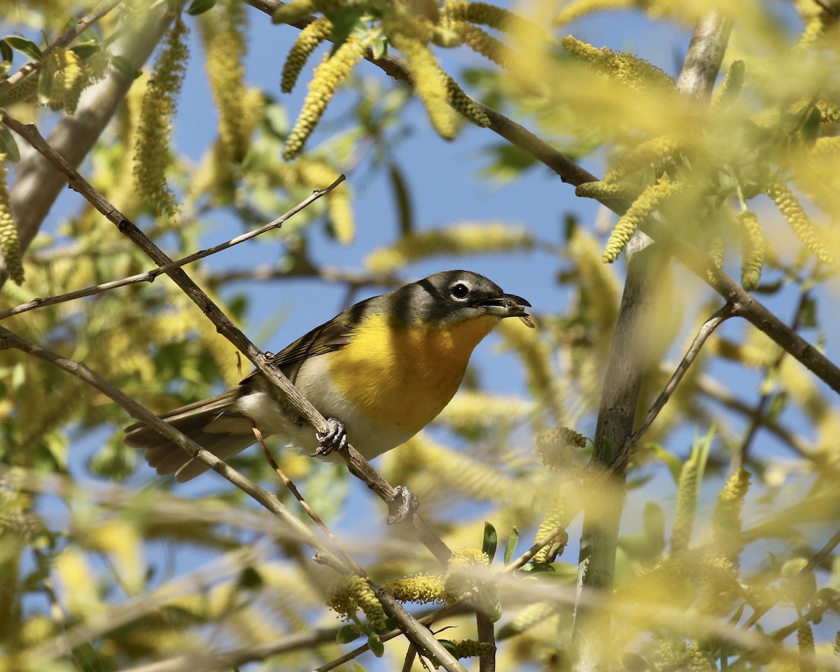 Yellow-breasted Chat - ML618981352