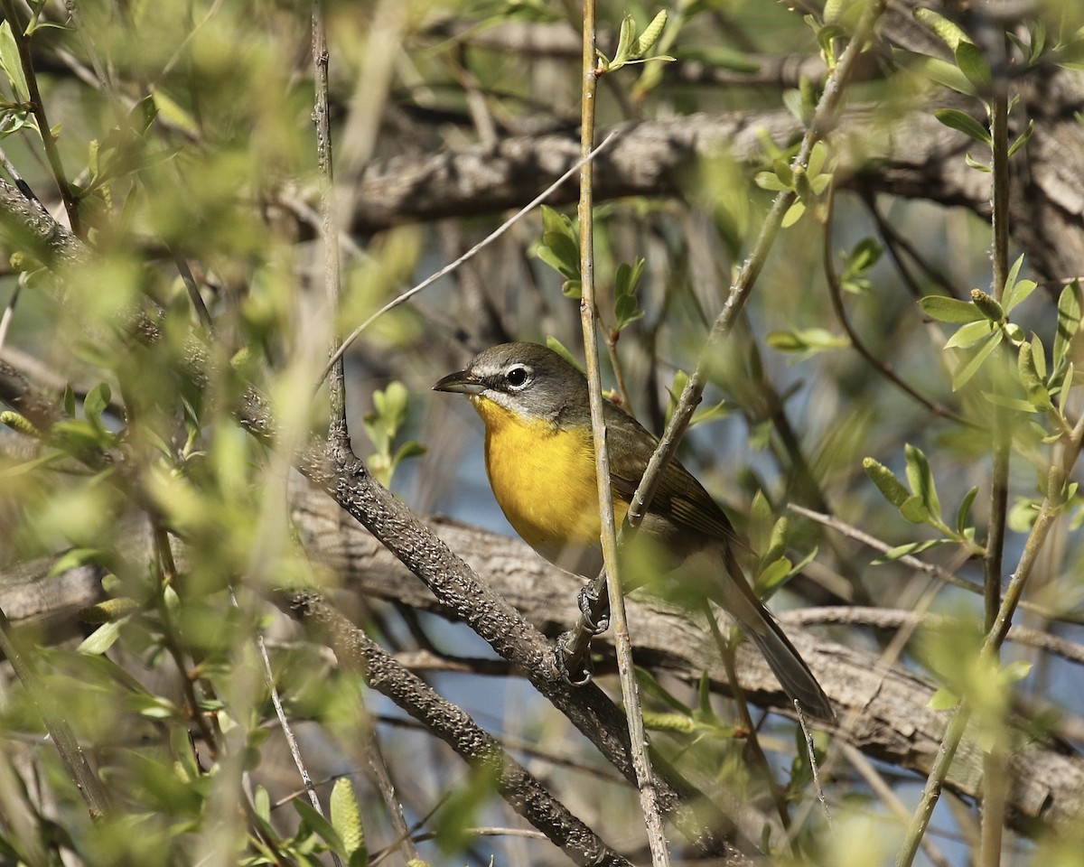 Yellow-breasted Chat - ML618981354