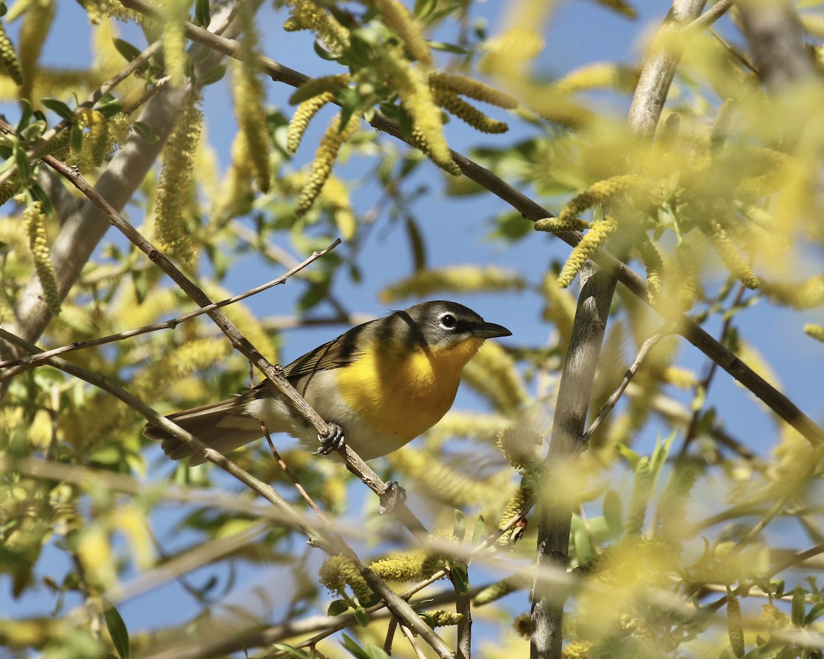 Yellow-breasted Chat - ML618981355