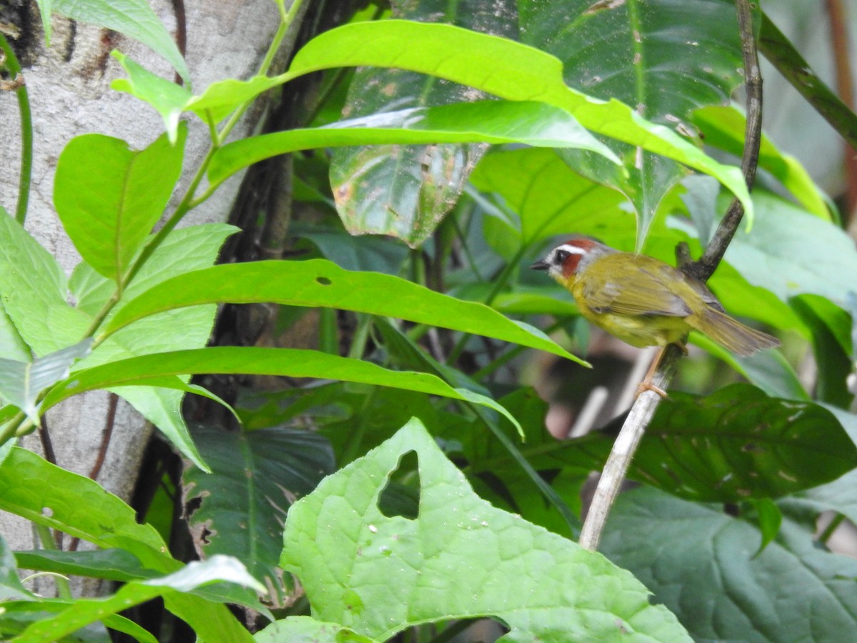 Chestnut-capped Warbler - Juan  Giraldo G