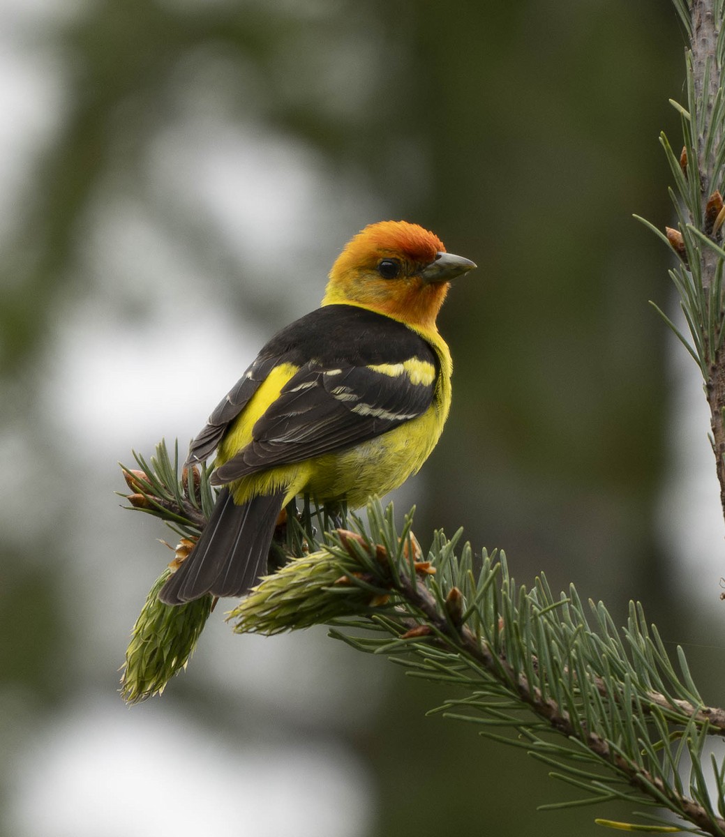 Western Tanager - ML618981364