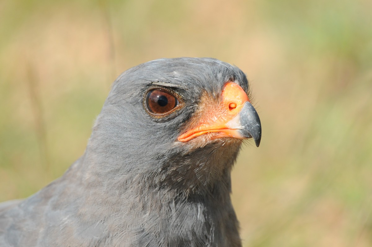 Dark Chanting-Goshawk - Dominic More O’Ferrall