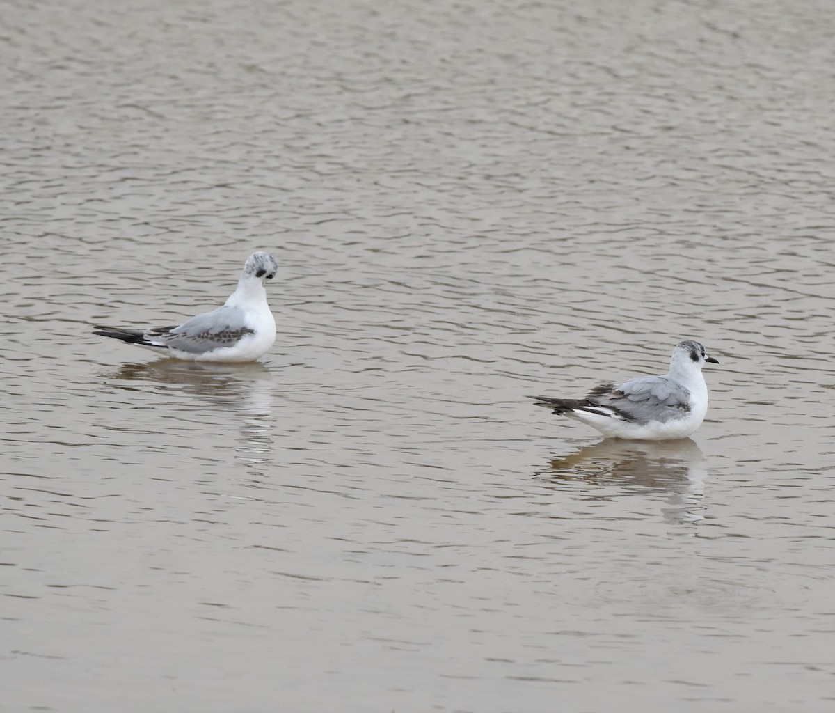 Bonaparte's Gull - ML618981394