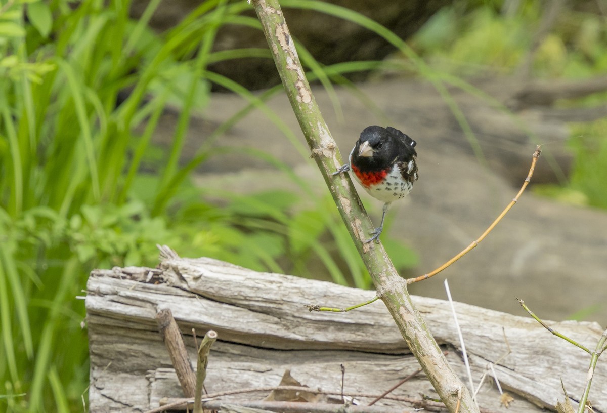 Rose-breasted Grosbeak - Liz Pettit