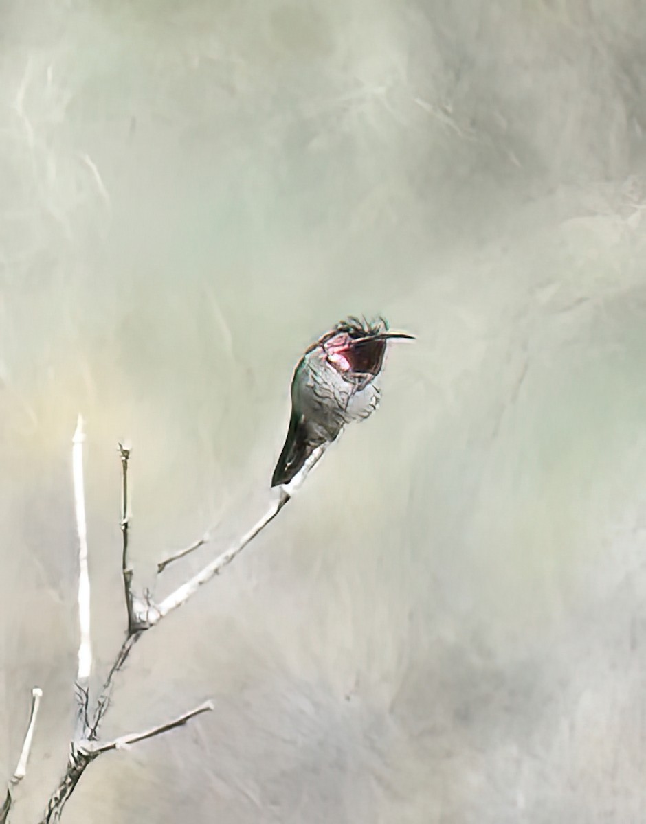 Broad-tailed Hummingbird - Jim Ward